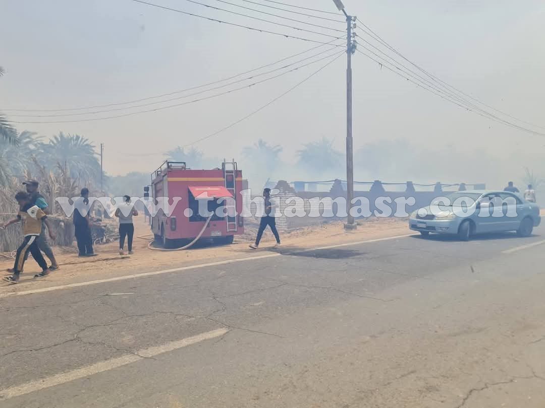 49162-حريق-بمزارع-نخيل-ومانجو-بالقصر