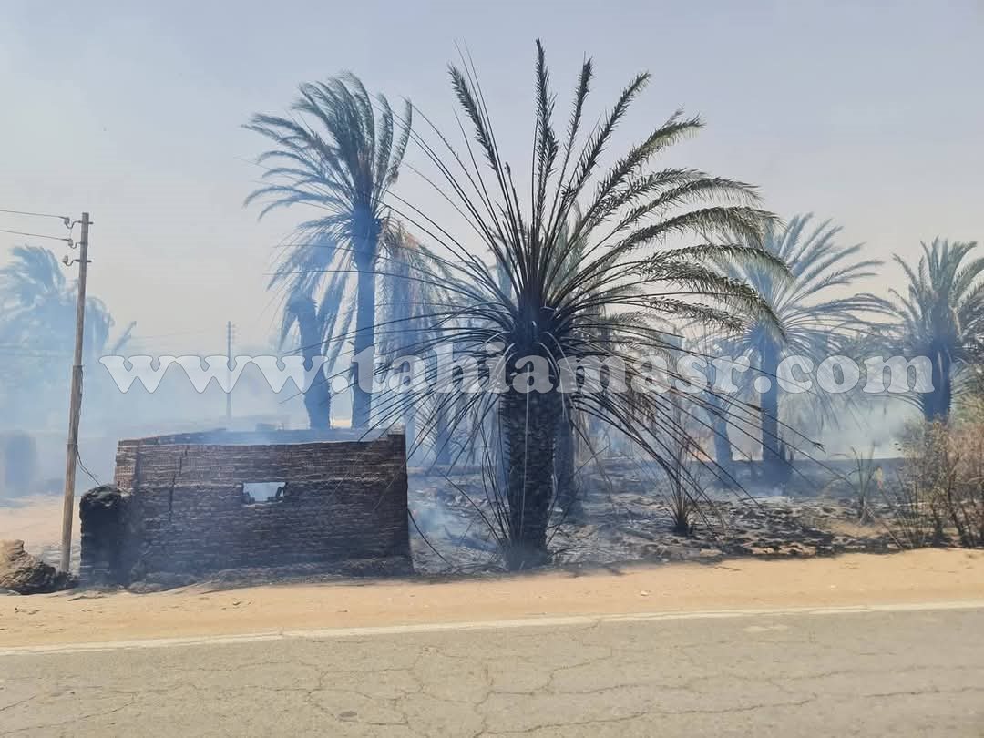 89641-تفحم-عدد-من-أشجارالنخيل-