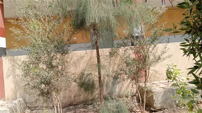 مبادرة 100 مليون شجرة بقنا 